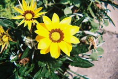 黄色い花