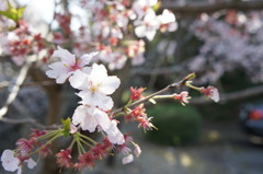 SAKURA