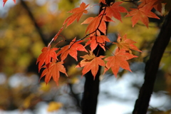 maple leaves 2