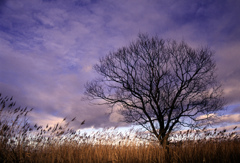 Treeの横写真ありました