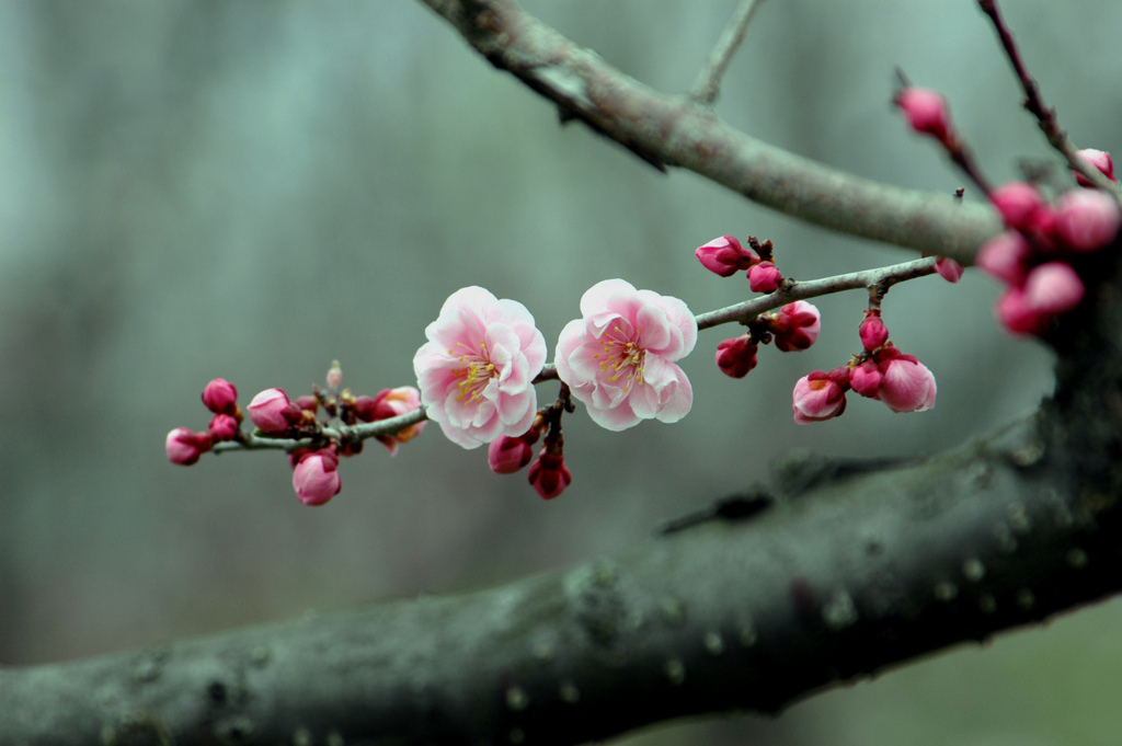 寒空の梅の花