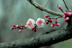 寒空の梅の花