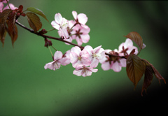 桜も寒そう・・