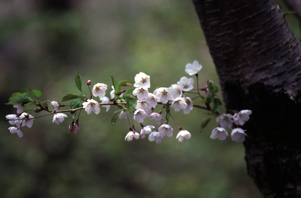 桜その２