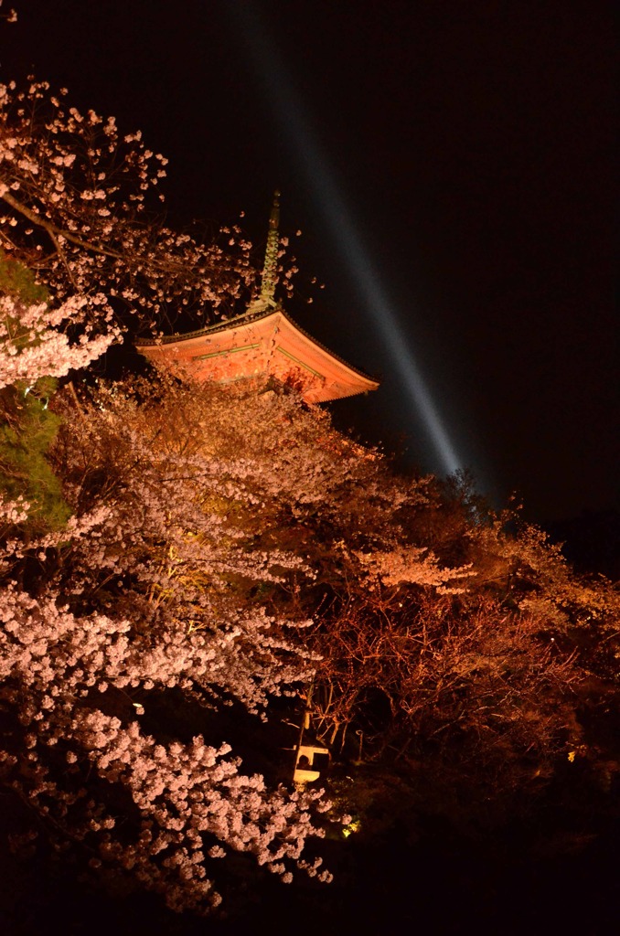桜と塔と