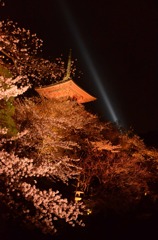 桜と塔と