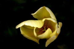 花弁
