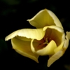 花弁