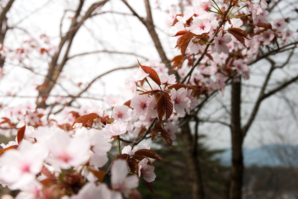 20120430-IMGP9402