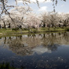 弘前公園２