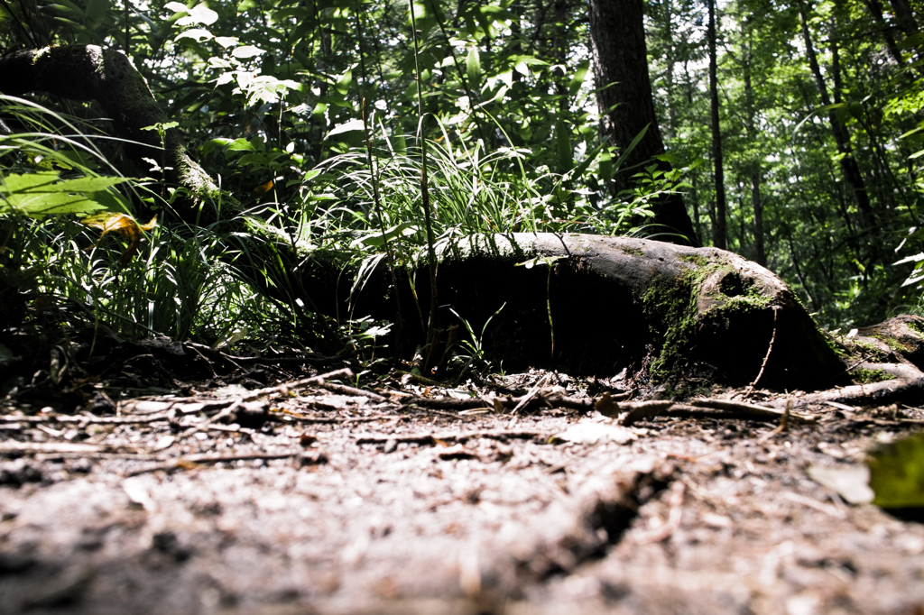 20120819-SDIM0073