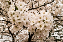 桜３