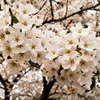桜３