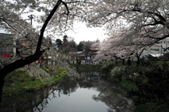 桜山界隈