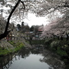 桜山界隈