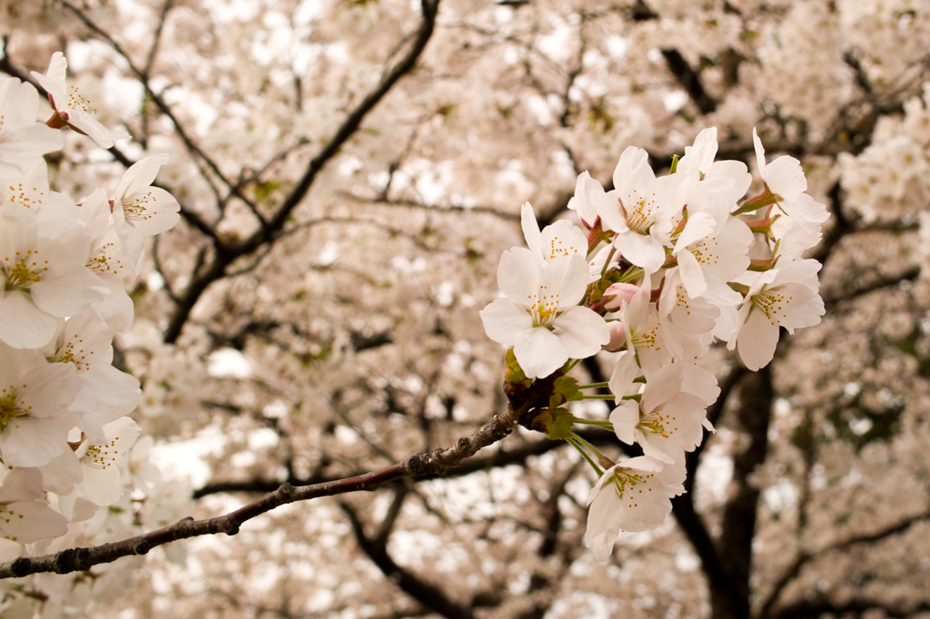 桜１