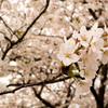桜１
