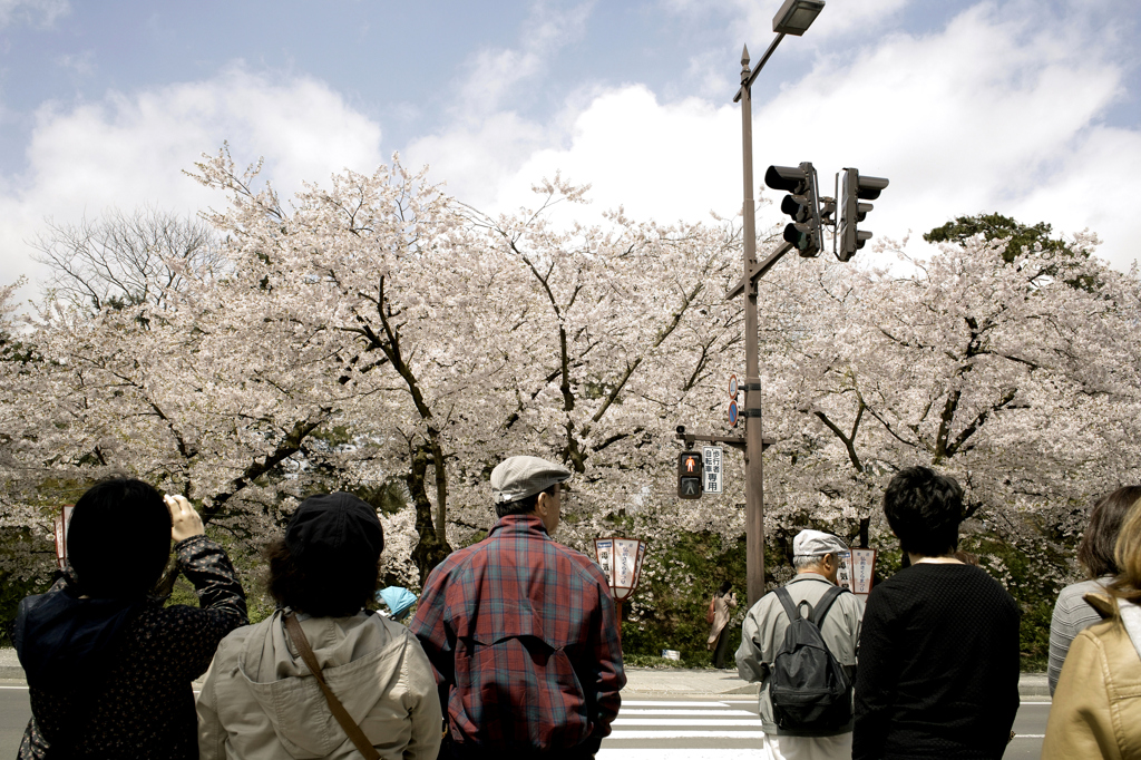 弘前公園信号待ち