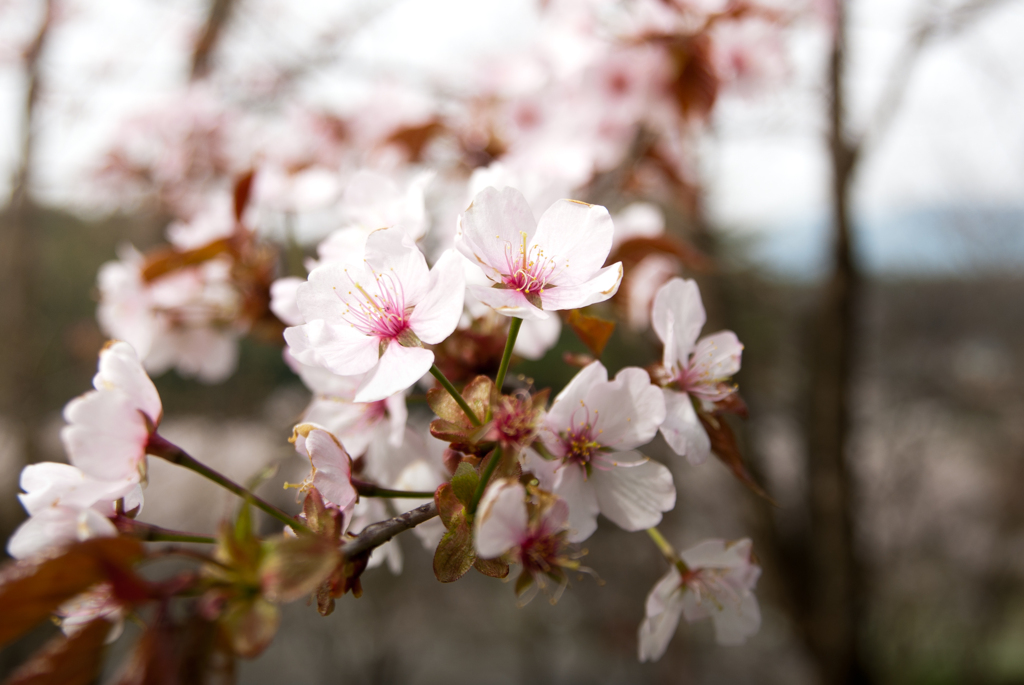 山桜