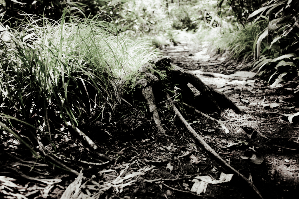 20120819-SDIM0067