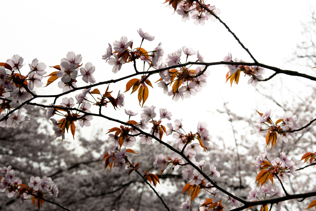 山桜２