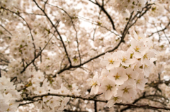桜２