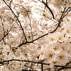 桜２