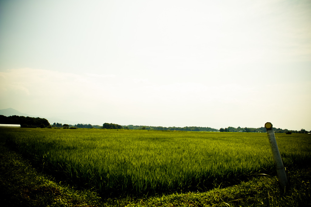 20110812-SDIM0589