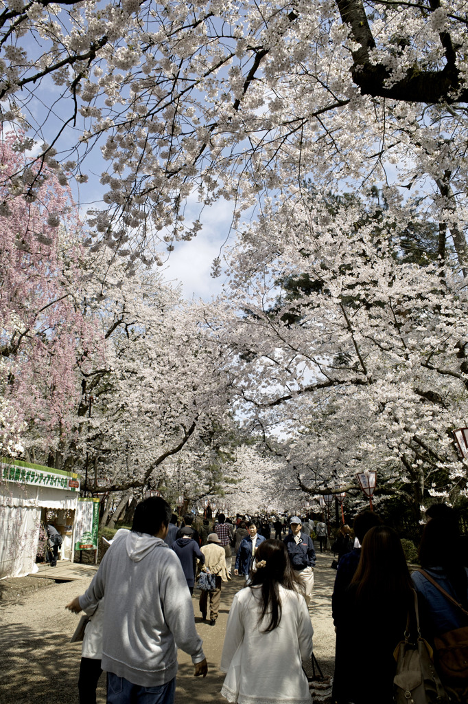 弘前公園１