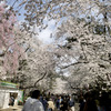 弘前公園１