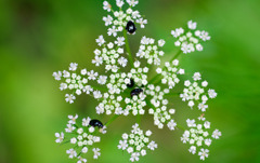 花と虫と