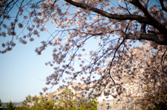 学び舎の桜