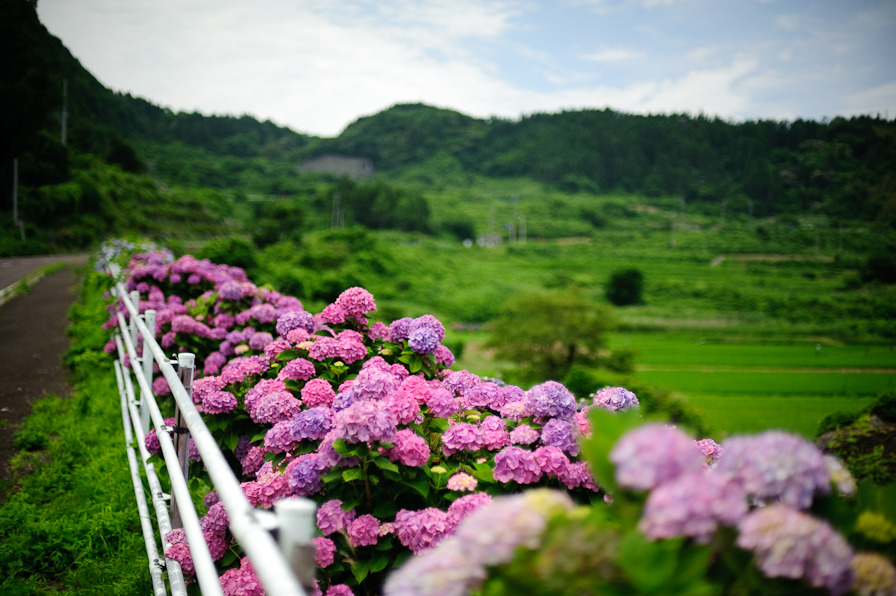 路肩の紫陽花