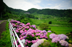 路肩の紫陽花
