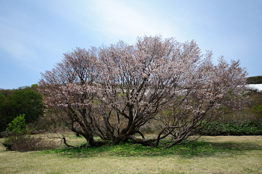 妙見山の桜