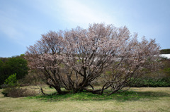 妙見山の桜