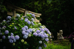 宮の紫陽花