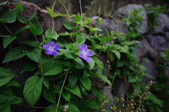 石垣の花