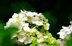 紫陽花②
