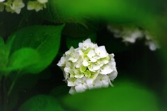 紫陽花①