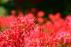彼岸花2