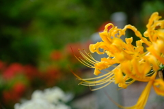 彼岸花②