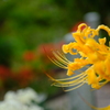 彼岸花②