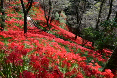 彼岸花4