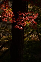 陽だまり②