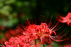 彼岸花1
