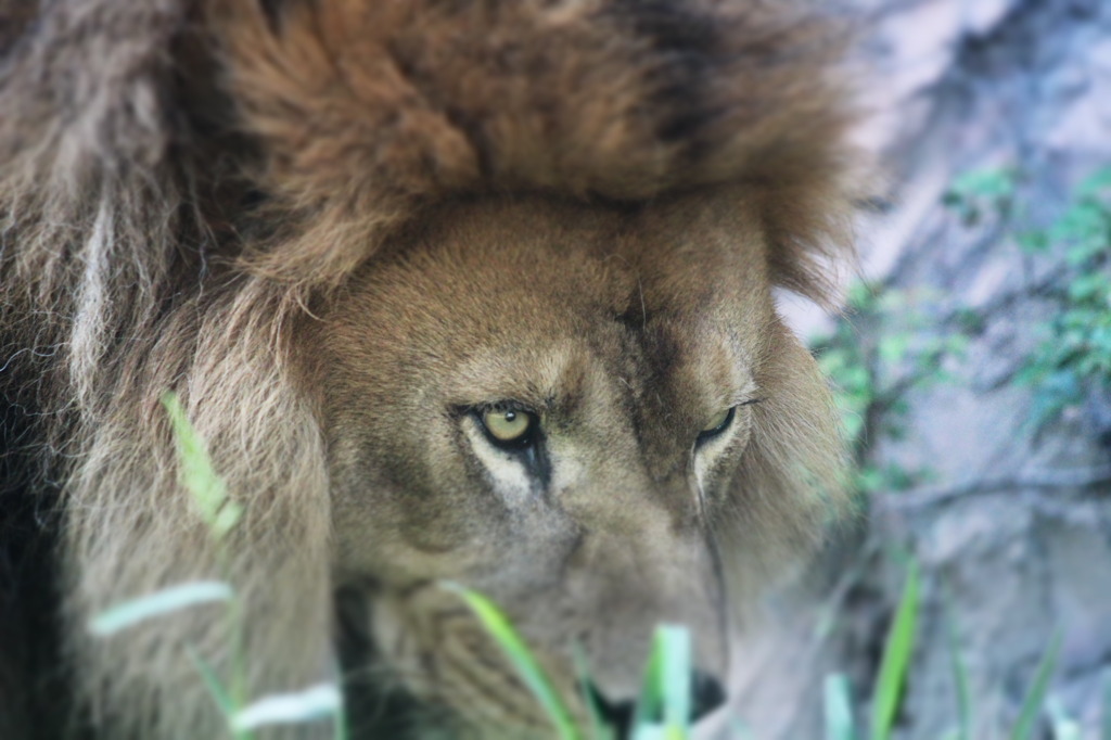 これぞ百獣の王。