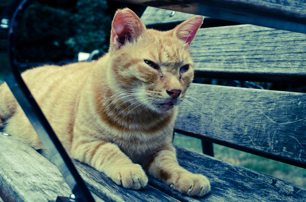 les chats du jardin public d'Hibiya 004