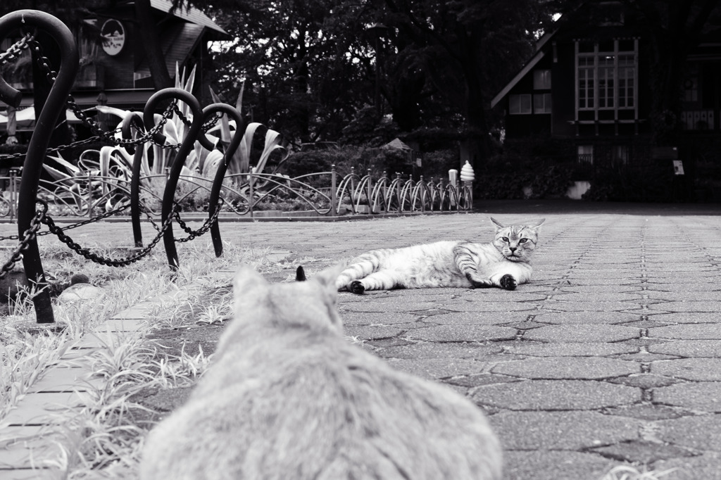les chats du jardin public d'Hibiya 002