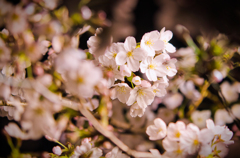 Fleurs de cerisier 03